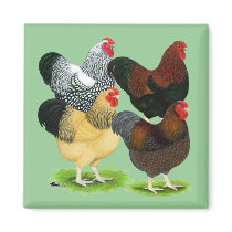 Wyandotte:  Rooster Assortment Refrigerator Magnet