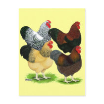 Wyandotte:  Rooster Assortment Post Card