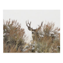 Wyoming Deer Post Cards
