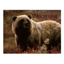 Wyoming grizzly bear postcard