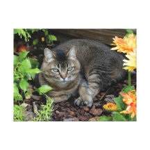 X12 du chat 9 de jardin toile tendue sur châssis