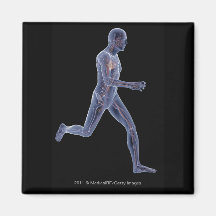 X-ray of the vascular system in a running man fridge magnets