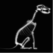 X-RAY PUPPY DOG SKELETON SITTING - B&W