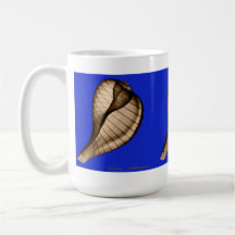 X-Ray Seashell Mug of Fig Shell, Ficus ficus