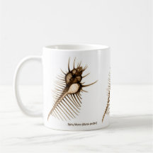 X-Ray Seashell Mug Venus Comb Shell