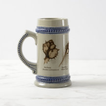 X-Ray Seashell Stein with Murex shells and Fig Mugs
