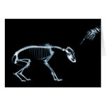 X-Ray Skeletons Bad Dog Blue Cards