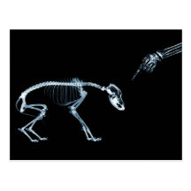 X-Ray Skeletons Bad Dog Blue Postcard