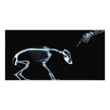 X-Ray Skeletons Blue Bad Dog Photo Greeting Card