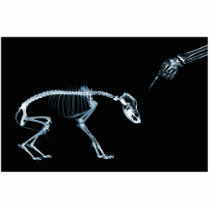 X-Ray Skeletons Blue Bad Dog