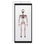 X-Ray Vision Single Skeleton White Red rack cards