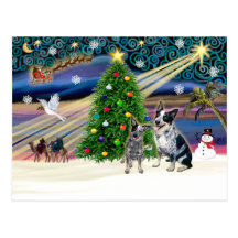 Xmas Magic-Aussie Cattle Dog pair Postcards