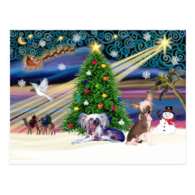 Xmas Magic-Chinese Crested Pair Post Cards