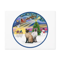 Xmas Magic (R) - Two Siamese cats Post Card