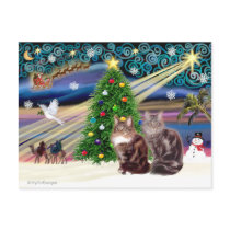 Xmas Magic - Two Maine Coon cats Postcard