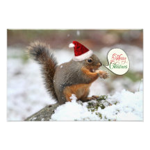 Xmas Squirrel in Snow Photograph