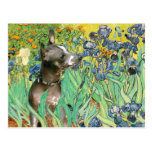 Xoloitzcuintle (Xolo) - Irises Post Card