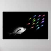 XRAY FISH CHASE RAINBOW POSTER