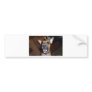 XX- Funny Demonic Bat Eared Puppy Dog Bumper Stickers