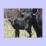 yak and calf postcards