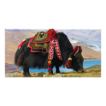 Yak Bos Grunniens near Yamdrok lake Tibet Photo Greeting Card