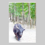 Yak Photograph posters
