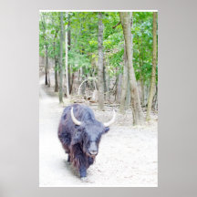 Yak Photograph Poster