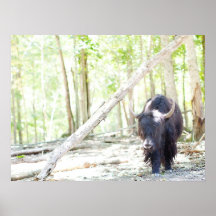 Yak Photograph Posters