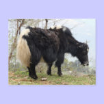 yak postcards