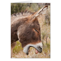Yawning Burro Cards