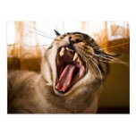 Yawning Kitty Cat Postcard