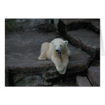 Yawning Polar bear cub Cards
