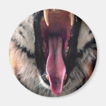 Yawning tiger 2 fridge magnet