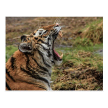 Yawning Tiger Postcard