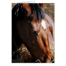 Yearling  Greeting Card