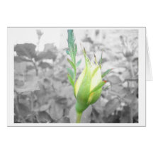 yelllow bud card
