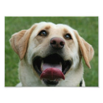 Yelllow Labrador Retriever Art Photo