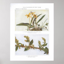 Yellow Adder's-Tongue; Dog's-Tooth Violet Print