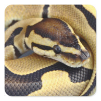 Yellow and Black Ball Python 3 Sticker