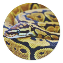 Yellow and Black Ball Python Resting Round Stickers