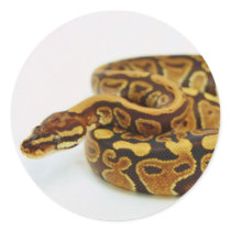 Yellow and Black Ball Python Round Stickers