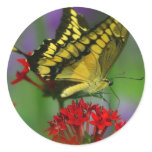 Yellow and Black Butterfly Sticker
