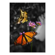 Yellow and Orange Monarch Butterflies on Flowers Custom Invitation