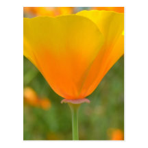 Yellow and Orange Poppy Postcard