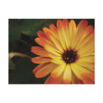 Yellow and Orange Pot Marigold Post Cards
