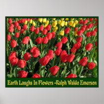 Yellow and Orange Tulips Posters