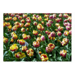 Yellow and Purple Tulips Business Cards
