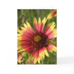 Yellow and Red Gaillardia Flower Greeting Cards