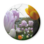 Yellow and Violet Fridge Magnets
