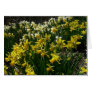 Yellow and White Daffodils Card